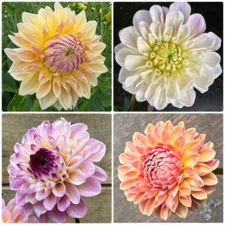 Unicorn Mixer-4 Tubers