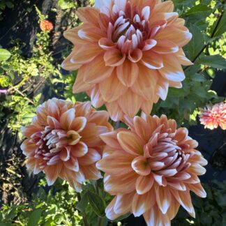 Dahlia "Peach Bicolor" 3 pack tuber-SOLD OUT