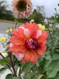 Dahlia "Peach Bicolor" 3 pack tuber