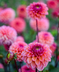 Dahlia "Daisy Duke" 3 pack tubers