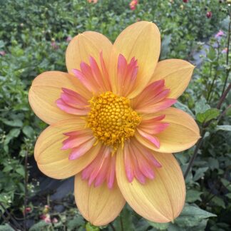 Dahlia "EZ Duzzit" 3 pack tubers