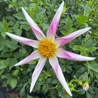 Dahlia "Destiny Blessing" 3 pack tuber
