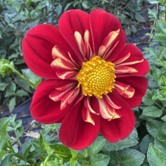 Dahlia "Heart-throb" 3 pack tubers