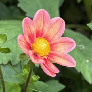 Dahlia "Kelsey Onerka" 3 pack tubers