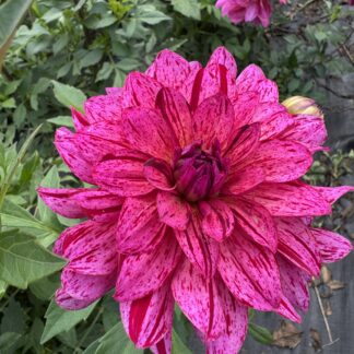 Dahlia "Mingus Toni" 3 pack tubers