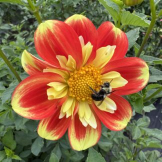 Dahlia "Baron Wendy" 3 pack tubers