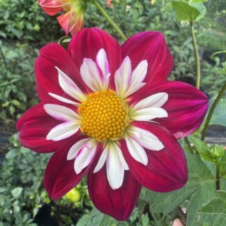 Dahlia "Apopa Cindy" 3 pack tubers