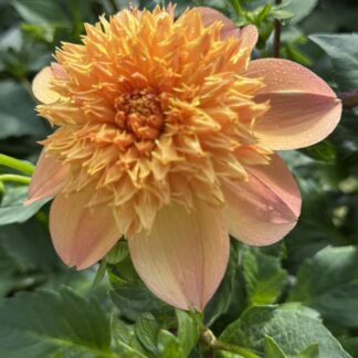 Dahlia "Sandia Brocade" 3 pack tubers
