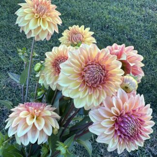 Dahlia "Miss Amara" 3 pack tubers