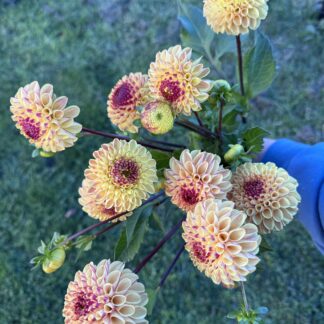 Dahlia "Ferncliff Spice" 3 pack tubers