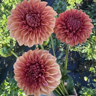 Dahlia "Orange Globe" 3 pack tubers