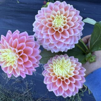 Dahlia "Sugartown" 3 pack tubers