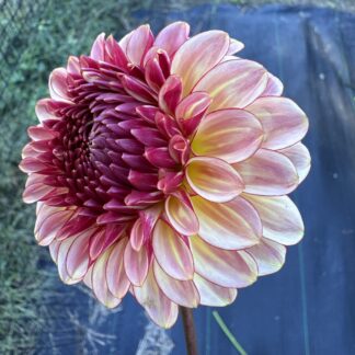 Dahlia "Alpen Sundown" 3 pack tubers