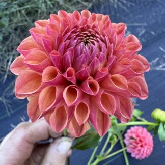 Dahlia "Cecil" 3 pack tubers