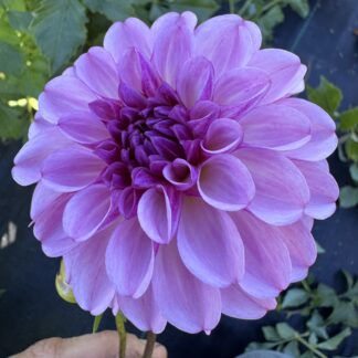 Dahlia "TGF Lavender" 3 pack tubers