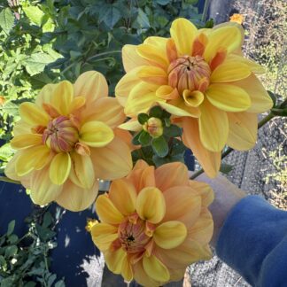 Dahlia "Gingersnap" 3 pack tubers
