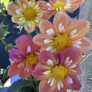 Dahlia "Destiny Evah" 3 pack tubers